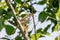 Lesser WhitethroatÂ on branchÂ close upÂ Sylvia curruca